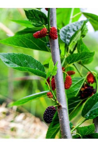 Videolu Ters Paraşüt Dut 90 110 Cm 1 Adet Tüplü Meyve Ağacı Mulberry Tree
