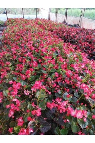 Begonya Çiçeği Yağlı Begonia Thurstonii 10-20 Cm