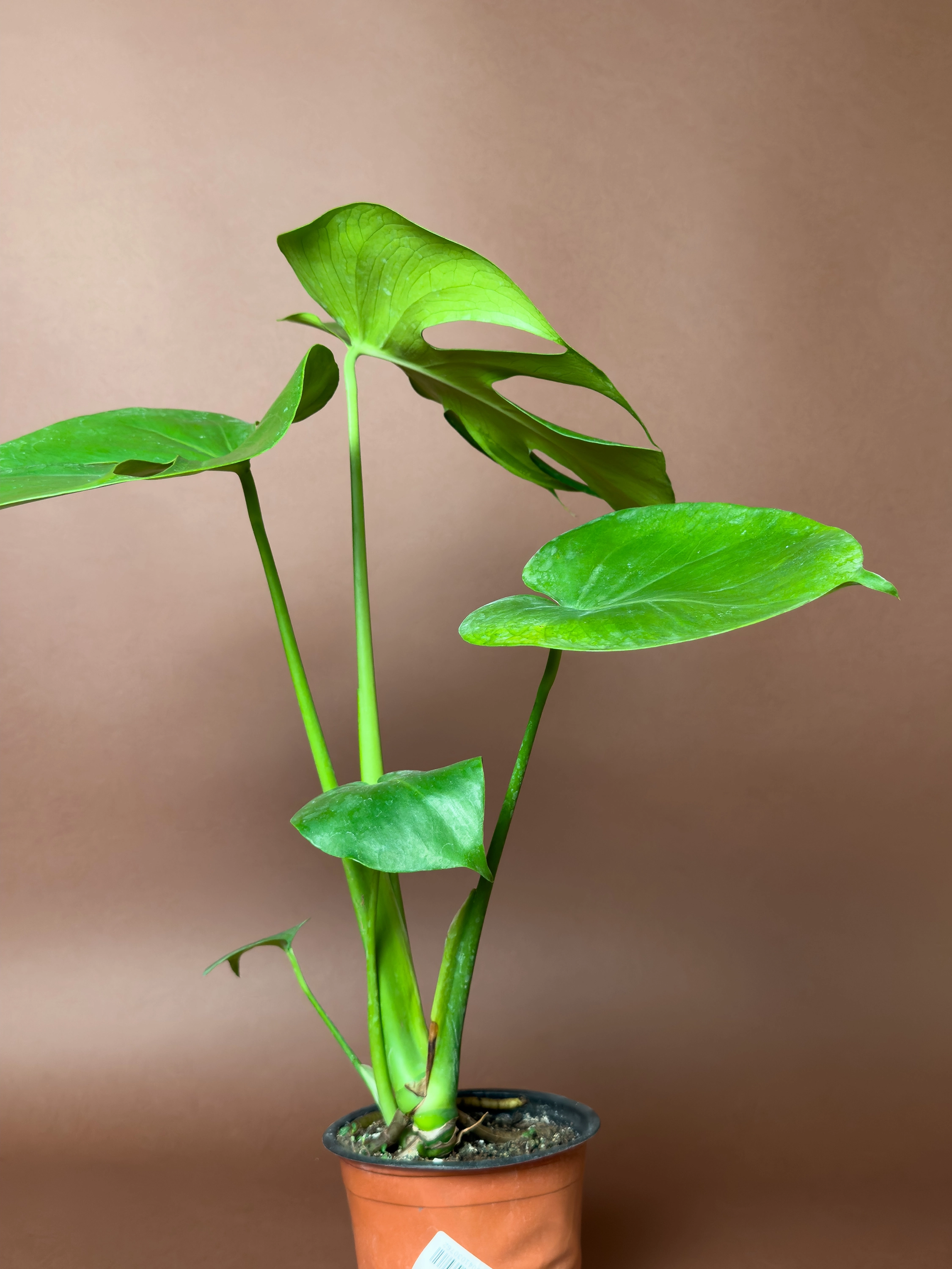Monstera Deliciosa 42 Cm Mini Form