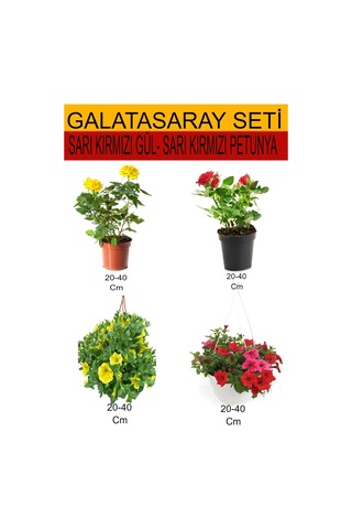 4'lü Takım Seti Sarı- Kırmızı Gül+ Sarı Kırmızı Askılı Saksılı Petunya Çiçeği