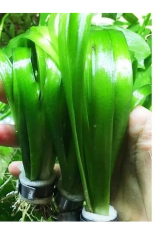 Dev Saz 1 Bağ Akvaryum Bitkisi, Canlı Ve Sağlıklı Bitkiler -