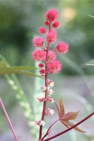 Intense Natural Hint Yağı Soğuk Sıkım Doğal Castor Carrier Oil 50 ML