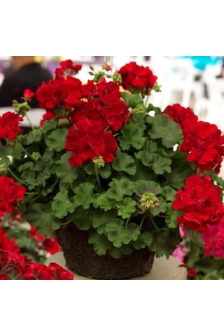 Grandeur Sarkıcı İvy Deep Red Sakız Sardunya Fidesi 1 Adet