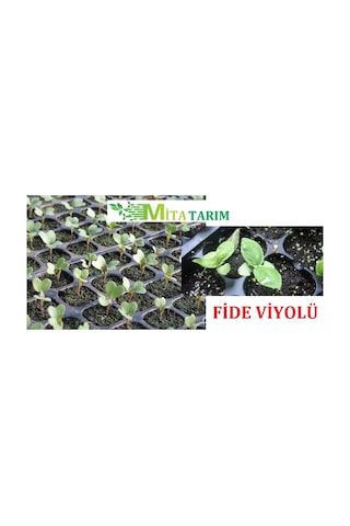 Fide Viyol 10 Adet, 50 Gözlü, Fide Viyolleri, Fide Viyolü (307010780)