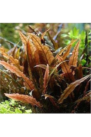 Akvaryum Bitkileri Cryptocoryne Wendtii Brown Saksı Canlı Bitki Genel