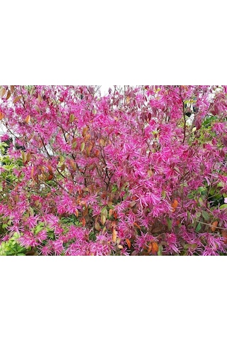 Loropetalum 3 Adet
