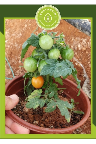Bodur Cherry Domates Tohumu 30 Adet