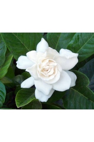 Gardenya (Saksıda 3Lü Dikim Ithal) Kokulu Cicek Fidanı