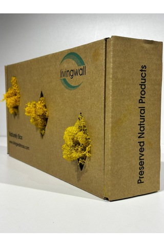 Reindermoss Şoklanmış Norveç Yosunu Terarium Yosunu Sarı 500 Gr.