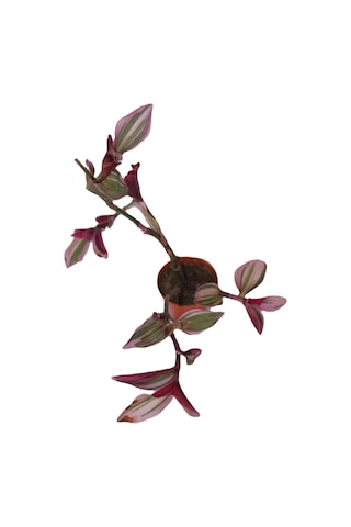 Telgraf Çiçeği Tradescantia Pendula Tekli 5.5 Cm Saksıda