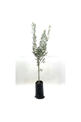 Zeytin Fidanı 2 Yaş 70-80 Cm Bol Verimli