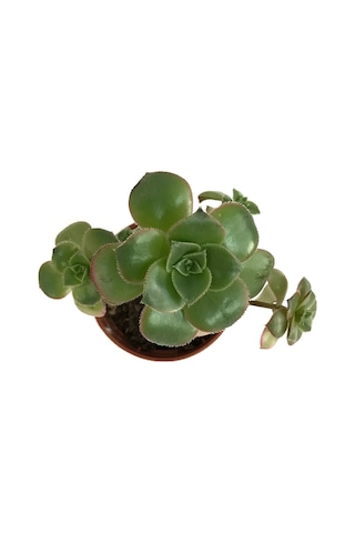 Aeonium Kiwi (Sukulent) Ø5,5 CM Y0-10 CM