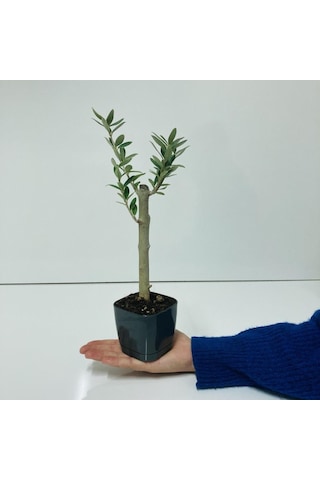 Siyah Lüx Saksıda Bonsaiye Uygun Zeytin Fidanı