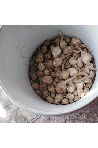 Piramit Yumru Salep Tohumu 5 Kg