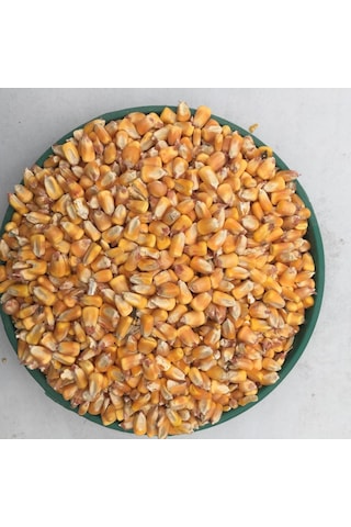 Tane Mısır 5 Kg Tüm Mısır Yemlik Mısır Hayvan Yemi