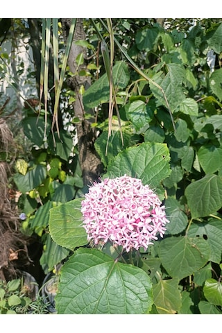 Yeşil Deniz Fidancılık Rus Ortancası Kısmet Ağacı 100-150 Cm