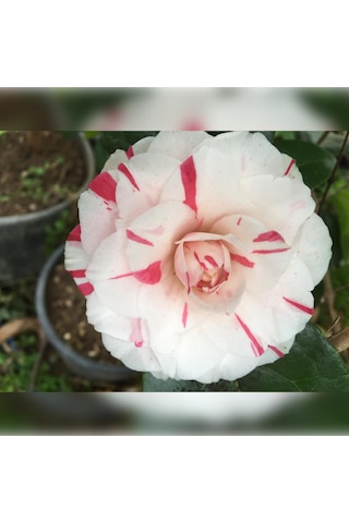 Kamelya Kırmızı Beyaz 3 Renk Açar 50-80 Cm Özel Ürün