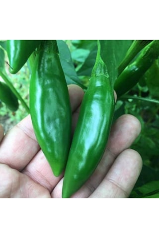 Eko Paket Balık Biberi Tohumu Acı Balık Biber Tohumu 150 Adet Tohum