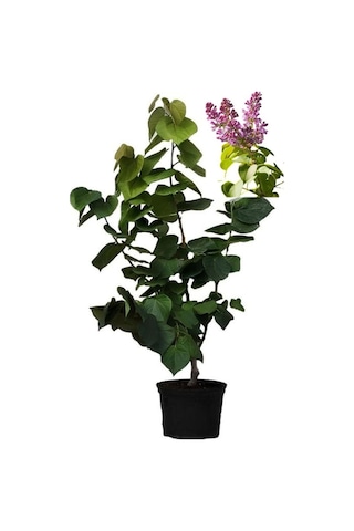 Kokulu Bahçe Seti Leylak Fidanı+hanımeli Fidanı+ful Yasemin Fidanı 40-80cm