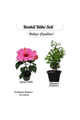 Japon Gülü Pembe Ve Filbahri Saksılı, Çiçekli, Bahçeye Uygun 2 Li Paket