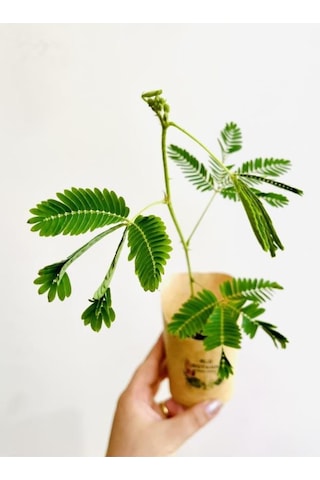 Mimosa Pudica Küstüm Çiçeği Canlı Bitki 10-20 Cm