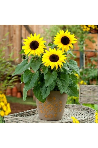 Süs Ayçiçeği Tohumu