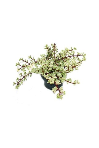 Portulaca Afra Variegata Alacalı Fil Azığı Sukulent Bitki