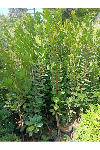 Yeşil Deniz Fidancılık Dağ Çileği Fidanı 100-150 Cm