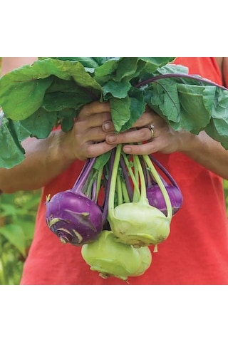 Ata Tohum Geleneksel Mixed Kohlrabi Alabaş Tohumu 15 Tohum
