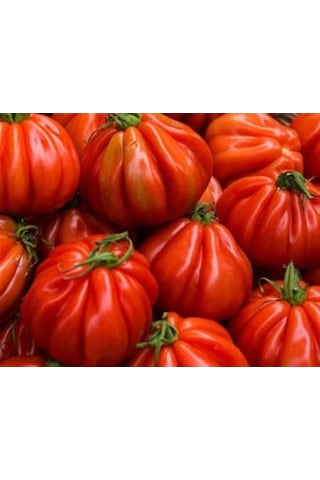 İtalyan Pileli Dev Antik Domates 10 Tohum + Tohum