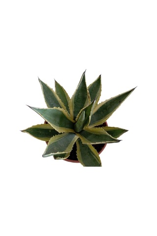 Agave Americano Bitkisi