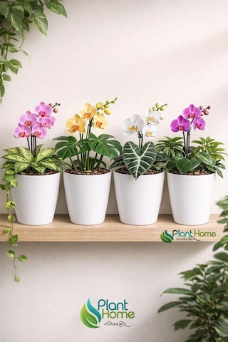 Dekoratif Beyaz Orkide Saksısı - 4 Adet Set -12 Pot Üretim Saksısına Uygun Kaliteli Ürün