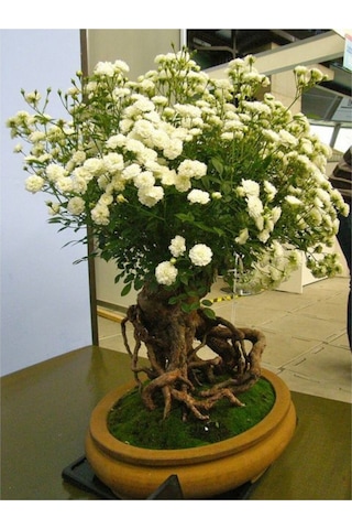 Bodur Beyaz Gül Bonzai Ağacı Tohumu 5 Adet Tohum Bonsai Ağacı Tohumu