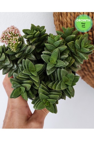 Crassus Springtime Multi Form 1 Adet