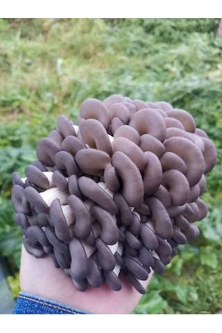 750 Adet Kavak Mantarı Tohumu, Ekim Poşeti Ve Kılavuz