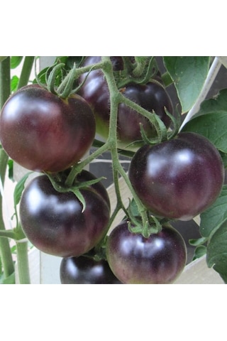 Nadir Black Cherry Siyah Domates Tohumu 15 Tohum