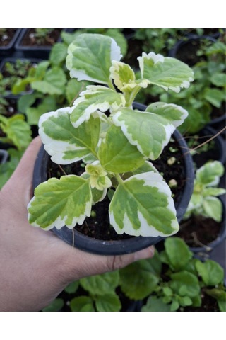 Thebestonline Plectranthus Coleoides Alacalı Küba Kokulu Saksıda
