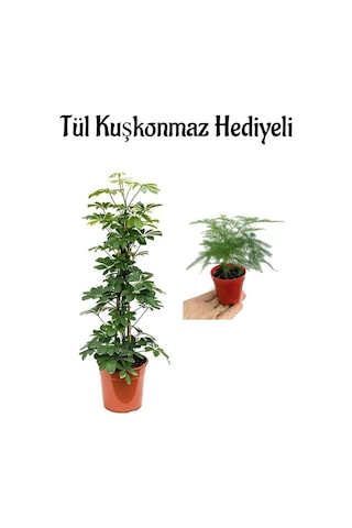 Kadınlar Gününe Özel Parlak Yapraklı Yeşil Şeflera Bitkisi Tül Kuşkonmaz