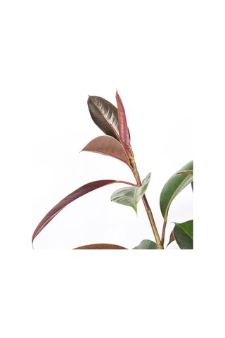 Ikea Fıcus Elastıca Canlı Bitki, Yeşil, 21 Cm