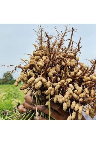 Yeni Hasat Taze Haşlamalık Çiğ Yer Fıstığı Yeni Söküm 3 Kg 3 KG