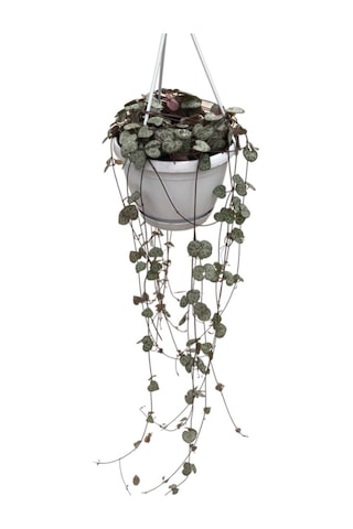 Ceropegia Woodii Kalp Kalbe Karşı Çiçeği Ø14 Cm Y25-30 Cm
