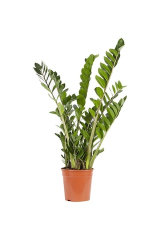 Zammia 80 - 100 Cm Yeşil
