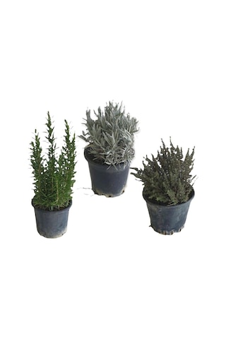Aromatik Bitkiler, Mis Kokulu, Şifalı, 3'lü Mutfak Seti, Büyük Boy, Lavanta/biberiye/kekik