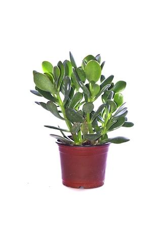 Para Ağacı Çiçeği Yeşim Bitkisi Crassula Ovata Fidanı 10-20 Cm