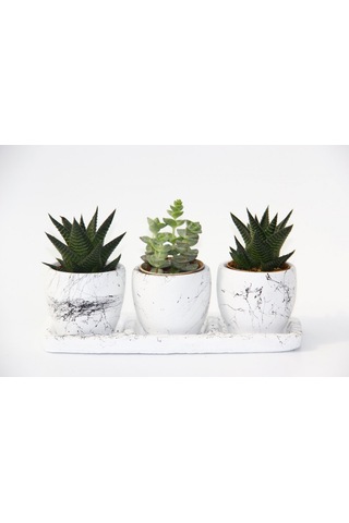 Trıo Whıte Sukulent Seti - Haworthia, Crassula Perforata