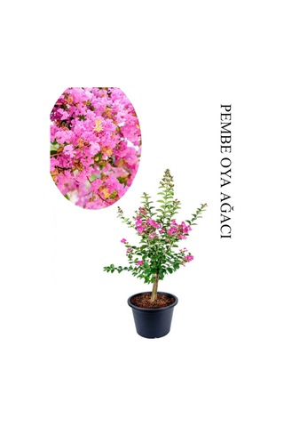Pembe Oya Ağacı Fidanı 1 Adet Saksılı 30-60cm Çiçekli Ağaç