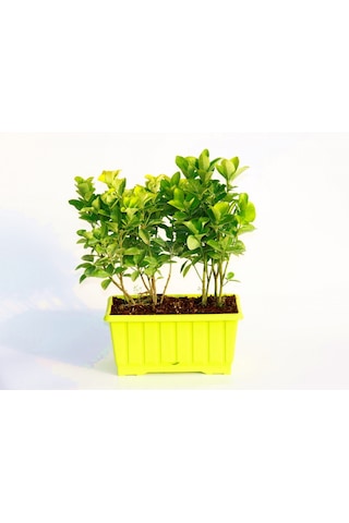 Gold Taflan Euonymus Japonica Aurea Sarı Çit Bitkisi 6 Li Dikim Sarı Saksıda 3 Adet
