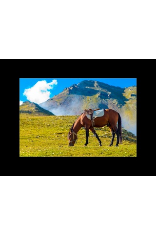Tahpur Yaylasında At A Horse At Tahpur Plateau, Rize, Turkey, 2016