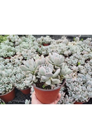 Pachyphytum Oviferum 3 Adet - Büyük Boy Yetişkin Sukulent