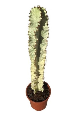 Euphorbia İngens Variegata -şamdan Ağacı 80-100 Cm